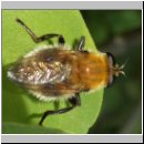 Criorhina berberina oxyacanthae - Gelbhaarige Hummelschwebfliege w01.jpg